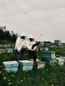 Discover the Buzz: The Benefits of Starting Beekeeping