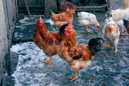 How to Keep Your Chickens Happy in Winter for Consistent Egg Production