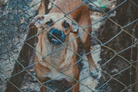 Protecting your homestead from unwanted intrusions or threats