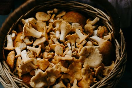 How to Know What Mushrooms You Can Pick and Eat in the Forest