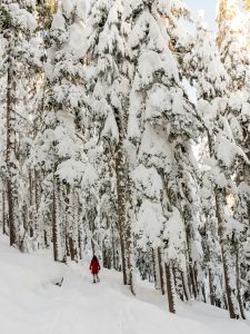 The Joy of Snowshoeing: Exploring Winter's Beauty