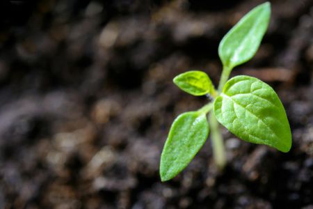 How to Make Sure You Are Growing Organic: A Comprehensive Guide